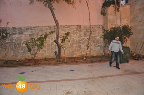 trees yaffa jamhairea (17).JPG